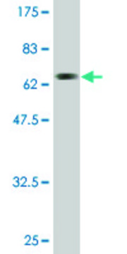 Monoclonal Anti-ACAT2 antibody produced in mouse clone 4A5, purified immunoglobulin, buffered aqueous solution