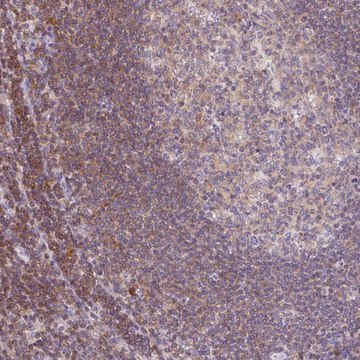 Anti-KIF26A antibody produced in rabbit Prestige Antibodies&#174; Powered by Atlas Antibodies, affinity isolated antibody, buffered aqueous glycerol solution