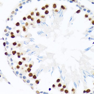 Anti-PIAS1+PIAS2 Antibody, clone 8P1D2, Rabbit Monoclonal