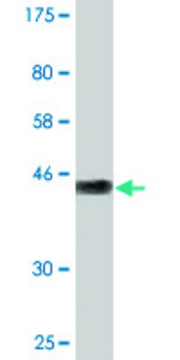 Monoclonal Anti-GCET2 antibody produced in mouse clone 1E9, purified immunoglobulin, buffered aqueous solution