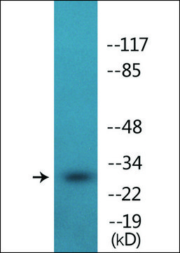 Anti-phospho-IL-2R &#945;/CD25 (pSer268) antibody produced in rabbit affinity isolated antibody