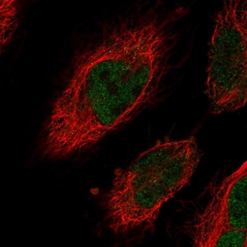 Anti-CENPN antibody produced in rabbit Prestige Antibodies&#174; Powered by Atlas Antibodies, affinity isolated antibody