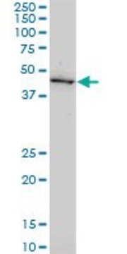 Monoclonal Anti-GDF11 antibody produced in mouse clone 1E6, purified immunoglobulin, buffered aqueous solution