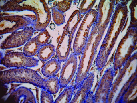 Anti-LDHC (AA 221-233) antibody produced in goat affinity isolated antibody, buffered aqueous solution