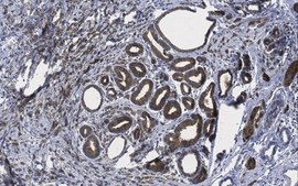 Anti-TNFRSF18 (soluble form) Antibody, clone T10P2H9*B9 clone T10P2H9*B9, from mouse