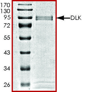 DLK, GST tagged human recombinant, expressed in baculovirus infected Sf9 cells, &#8805;70% (SDS-PAGE), buffered aqueous glycerol solution