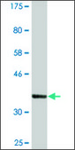 Monoclonal Anti-PTPLAD1, (N-terminal) antibody produced in mouse clone 5B5, ascites fluid