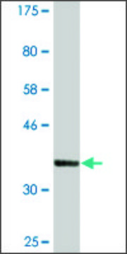 Monoclonal Anti-PTPLAD1, (N-terminal) antibody produced in mouse clone 5B5, ascites fluid