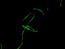 FITC Labeled D-Alanine Suitable for bacterial labeling