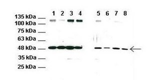 Anti-RNF128 antibody produced in rabbit IgG fraction of antiserum