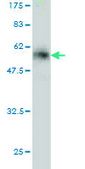 Monoclonal Anti-EIF4E2 antibody produced in mouse clone 4G10, purified immunoglobulin, buffered aqueous solution