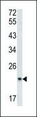 ANTI-SPCS3 (C-TERM) antibody produced in rabbit IgG fraction of antiserum, buffered aqueous solution