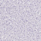 Anti-LUZP4 antibody produced in rabbit Prestige Antibodies® Powered by Atlas Antibodies, affinity isolated antibody, buffered aqueous glycerol solution