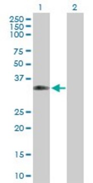 Anti-CPNE5 antibody produced in mouse purified immunoglobulin, buffered aqueous solution