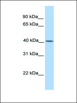 Anti-CYTB antibody produced in rabbit affinity isolated antibody