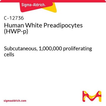 Human White Preadipocytes (HWP-p) Subcutaneous, 1,000,000 proliferating cells