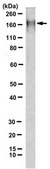 Anti-NMDAR2B Antibody, clone 11D1 clone 11D1, from mouse