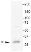 Anti-NRL (Neural Retina Leucine Zipper) from rabbit