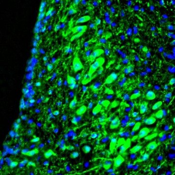 Anti-RAP1GAP antibody produced in rabbit Prestige Antibodies&#174; Powered by Atlas Antibodies, affinity isolated antibody, buffered aqueous glycerol solution