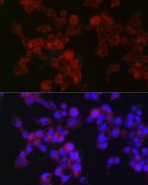 Anti-MGST1 Antibody, clone 6A0S5, Rabbit Monoclonal