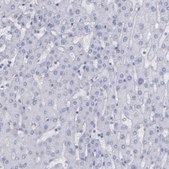Anti-IRF8 antibody produced in rabbit Prestige Antibodies® Powered by Atlas Antibodies, affinity isolated antibody, buffered aqueous glycerol solution