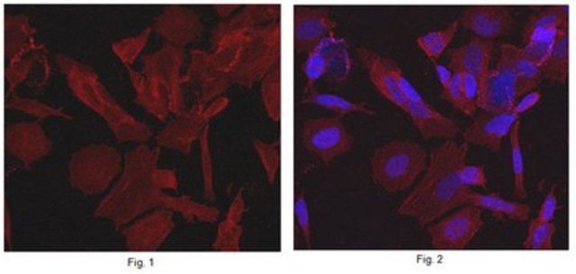 Anti-Syntaxin-2 Antibody, clone 2F2.1 clone 2F2.1, from mouse