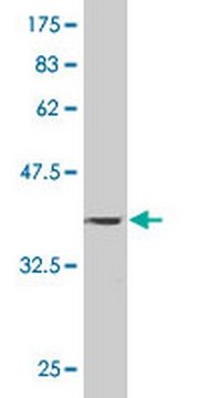 Anti-PAPPA Mouse mAb (1G3) liquid, clone 1G3, Calbiochem&#174;