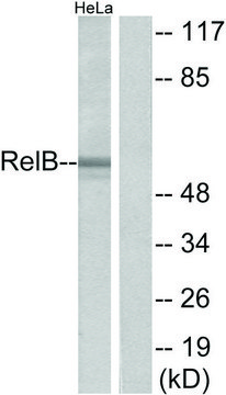 Anti-RELB, C-Terminal antibody produced in rabbit affinity isolated antibody