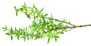 Hexadecanolide ≥98%, stabilized