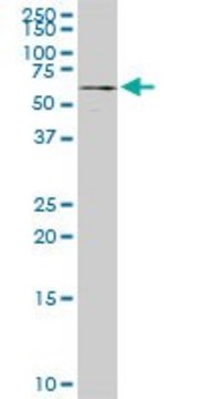 Monoclonal Anti-ALG12 antibody produced in mouse clone 5E3, purified immunoglobulin, buffered aqueous solution