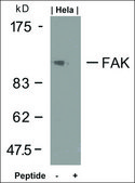 Anti-PTK2 (Ab-925) antibody produced in rabbit affinity isolated antibody
