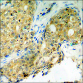 Anti-phospho-Histone H2A.X (pSer139) antibody produced in rabbit affinity isolated antibody