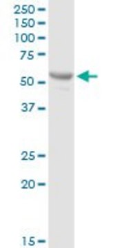 Anti-PTPN5 antibody produced in rabbit purified immunoglobulin, buffered aqueous solution