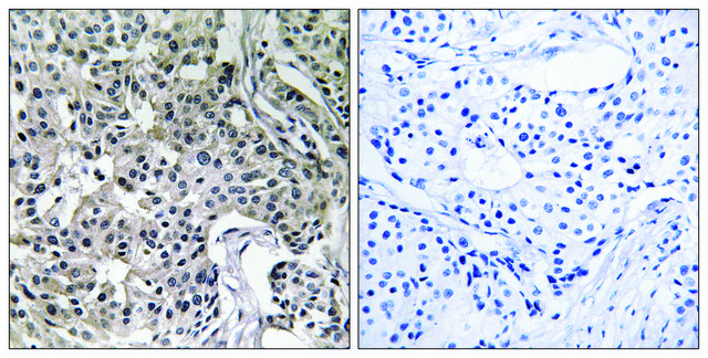 Anti-USP19 antibody produced in rabbit affinity isolated antibody