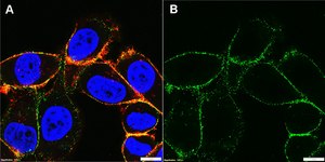 Anti-Integrin β1 Antibody, clone P4C10 ZooMAb® Mouse Monoclonal recombinant, expressed in HEK 293 cells