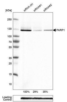 单克隆抗-PARP1 小鼠抗 Prestige Antibodies&#174; Powered by Atlas Antibodies, clone CL2220, purified immunoglobulin, buffered aqueous glycerol solution