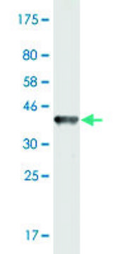 Monoclonal Anti-CHST11 antibody produced in mouse clone 1H3, purified immunoglobulin, buffered aqueous solution