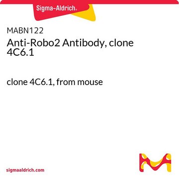 Anti-Robo2 Antibody, clone 4C6.1 clone 4C6.1, from mouse