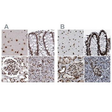 Anti-NUMA1 antibody produced in rabbit Prestige Antibodies&#174; Powered by Atlas Antibodies, affinity isolated antibody, buffered aqueous glycerol solution