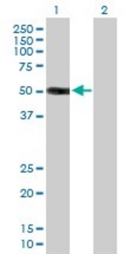 Anti-HS3ST3A1 antibody produced in mouse purified immunoglobulin, buffered aqueous solution