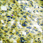 Anti-phospho-WNK1 (pThr58) antibody produced in rabbit affinity isolated antibody