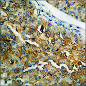 Anti-phospho-Merlin (pSer10) antibody produced in rabbit affinity isolated antibody