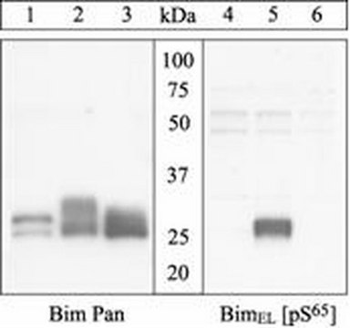 Anti-BimEL (pS69) human / (pS65) rat Antibody Chemicon&#174;, from rabbit