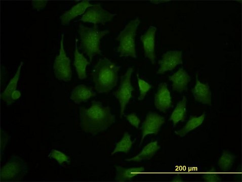 Monoclonal Anti-TBX3 antibody produced in mouse clone 8H3, purified immunoglobulin, buffered aqueous solution