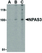 Anti-NPAS3 antibody produced in rabbit affinity isolated antibody