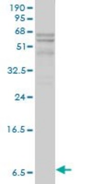 Monoclonal Anti-APOC1 antibody produced in mouse clone 2E2-1A3, purified immunoglobulin, buffered aqueous solution