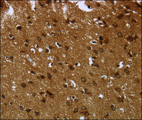 Anti-CERS6 antibody produced in rabbit affinity isolated antibody