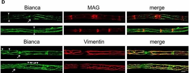 Anti-Myelin Associated Glycoprotein Antibody, clone 513 clone 513, Chemicon&#174;, from mouse