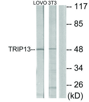 Anti-TRIP13 antibody produced in rabbit affinity isolated antibody