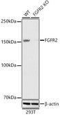 [KO Validated]Anti-FGFR2 Antibody, clone 0O6A9, Rabbit Monoclonal